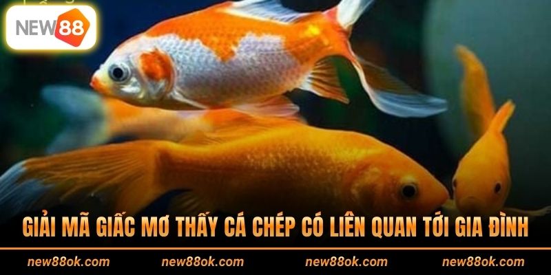 Giải mã giấc mơ thấy cá chép có liên quan tới gia đình