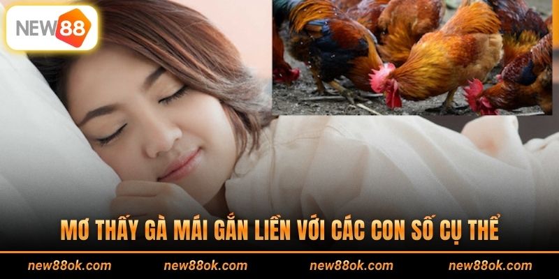 Mơ thấy gà mái gắn liền với các con số cụ thể